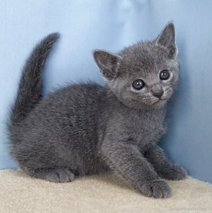 ブリーダー画像