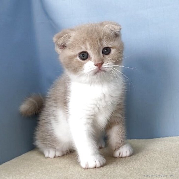 猫とアイスクリーム A soaking wet kitten rescued from the road part16 - YouTube