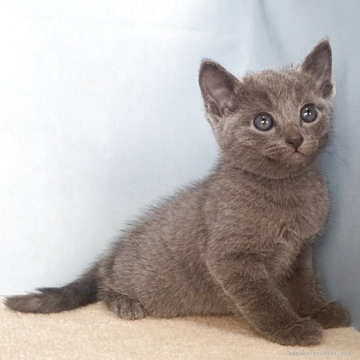 ブリーダー画像