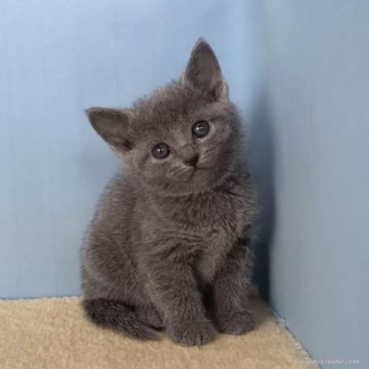 あこ 様のお迎えした子猫