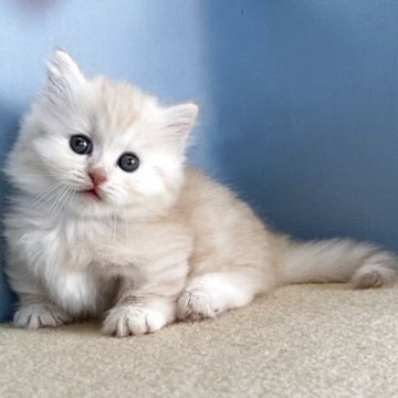 マンチカン(短足)【群馬県・男の子・2025年7月18日・クリームタビー】の写真「かわいい短足くんです:)」