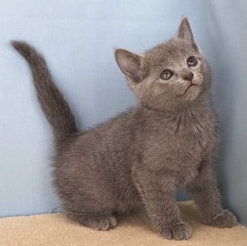 ロシアンブルー【群馬県・女の子・2025年10月30日・ブルー】の写真「かわいい女の子です:)」