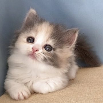 マンチカン(短足)【群馬県・女の子・2025年11月7日・ダイリュートキャリコ】の写真「ふわふわのかわいい短足ちゃんです:)」