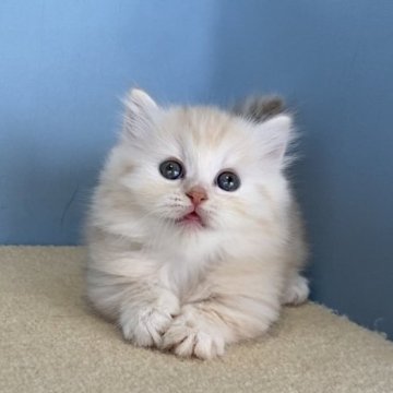 マンチカン(短足)【群馬県・男の子・2025年7月18日・クリームタビー】の写真「かわいい短足くんです:)」