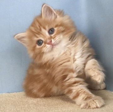 マンチカン(長足)【群馬県・男の子・2025年8月24日・レッドタビー】の写真「もふもふのカワイイ男の子です:)」