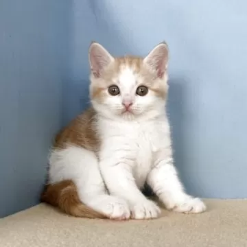 幅広(ホワイト②無地)ジューンブライドシュシュ、わんちゃん猫ちゃん用 27 シュシュちゃん | ネッツトヨタ愛媛株式会社