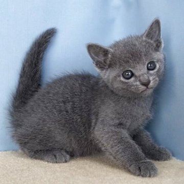 ロシアンブルー【群馬県・男の子・2025年10月30日・ブルー】の写真「かわいい男の子です:)」
