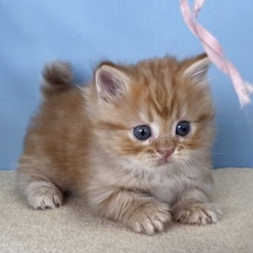 マンチカン(短足)【群馬県・女の子・2025年9月22日・レッドタビー】の写真「カワイイ短足ちゃんです:)11/18から引き渡し可」