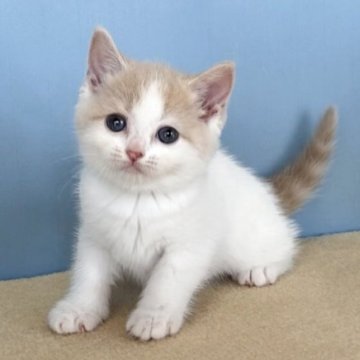 マンチカン(長足)【群馬県・女の子・2025年10月12日・クリームタビー&ホワイト】の写真「かわいい丸顔のハチワレちゃんです:)」