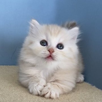 マンチカン(短足)【群馬県・男の子・2025年7月18日・クリームタビー】の写真「かわいい短足くんです:)」