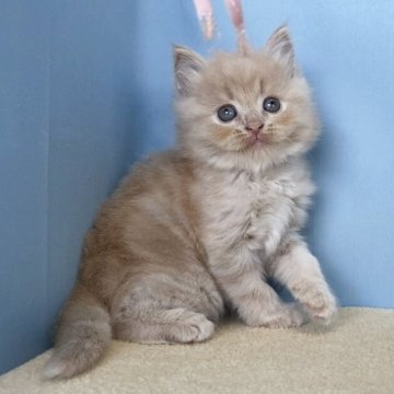 マンチカン(長足)【群馬県・男の子・2025年9月22日・クリームタビー】の写真「かわいい男の子です:)」