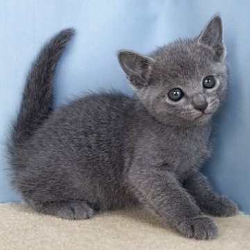 ロシアンブルー【群馬県・男の子・2025年10月30日・ブルー】の写真「かわいい男の子です:)」