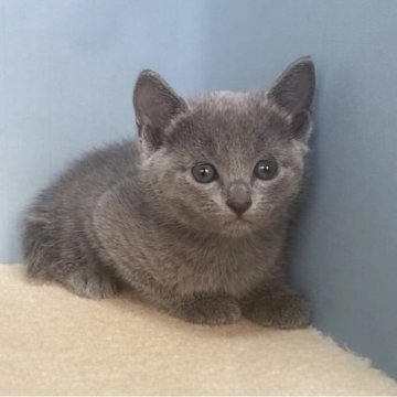 ロシアンブルー【群馬県・女の子・2025年10月25日・ブルー】の写真「かわいい女の子です:)」