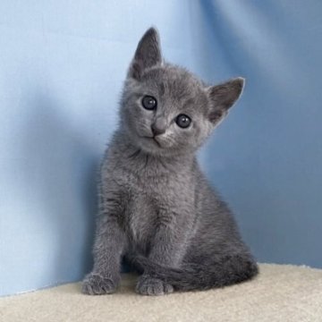 ロシアンブルー【群馬県・男の子・2025年9月5日・ブルー】の写真「カワイイ男の子です:)」