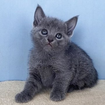 ロシアンブルー【群馬県・女の子・2025年10月30日・ブルー】の写真「かわいい女の子です:)」