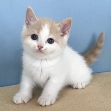 マンチカン(長足)【群馬県・女の子・2025年10月12日・クリームタビー&ホワイト】の写真「かわいい丸顔のハチワレちゃんです:)」