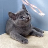 ロシアンブルー