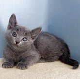 ロシアンブルー