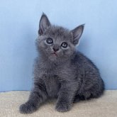 ロシアンブルー