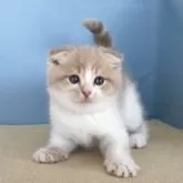 スコティッシュフォールド(折れ耳)