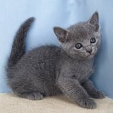 ロシアンブルー