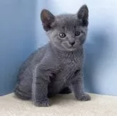 ロシアンブルー