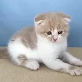 スコティッシュフォールド(折れ耳)