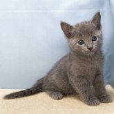 ロシアンブルー