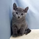 ロシアンブルー