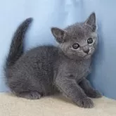 ロシアンブルー