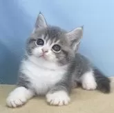 マンチカン(長足)