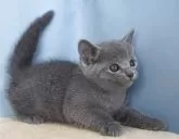ロシアンブルー【群馬県・男の子・2025年10月30日・ブルー】の写真2