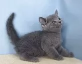 ロシアンブルー【群馬県・男の子・2025年10月30日・ブルー】の写真4