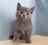 ロシアンブルー【群馬県・女の子・2025年10月30日・ブルー】の写真4