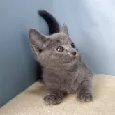 ロシアンブルー【群馬県・女の子・2025年9月30日・ブルー】の写真4