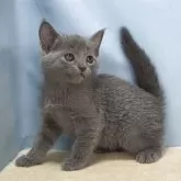 ロシアンブルー【群馬県・男の子・2025年10月30日・ブルー】の写真5