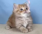 マンチカン(短足)【群馬県・女の子・2025年9月22日・レッドタビー】の写真5