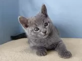 ロシアンブルー【群馬県・男の子・2025年11月5日・ブルー】の写真5