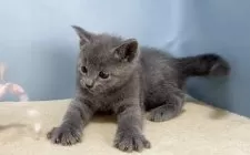 ロシアンブルー【群馬県・男の子・2025年10月30日・ブルー】の写真5