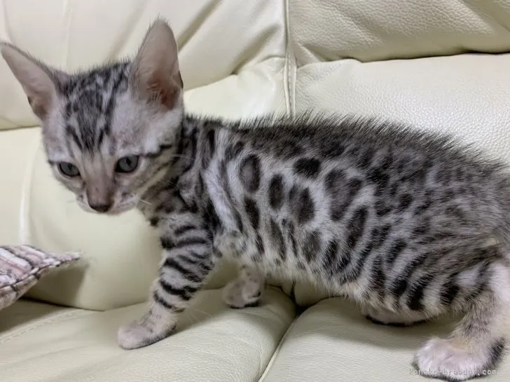 ID:2104-01515の子猫