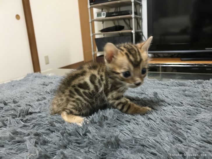 中西　忠史 様のお迎えした子猫