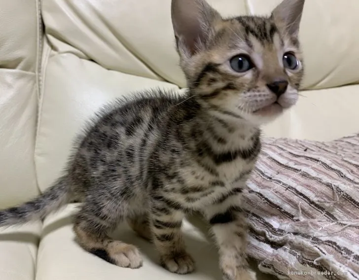 ID:2004-01837の子猫