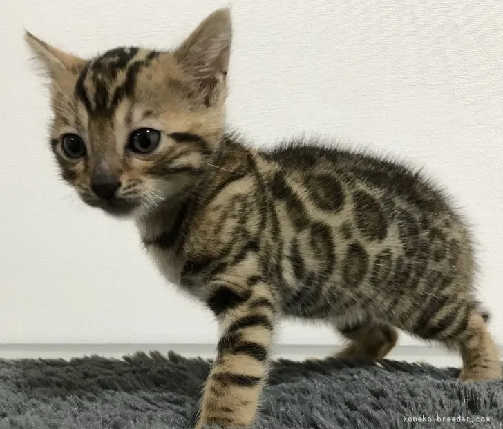 ニャオニャオ 様のお迎えした子猫
