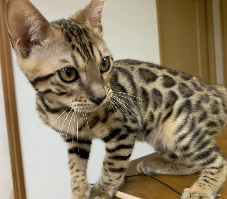 ID：2106-01284の子猫
