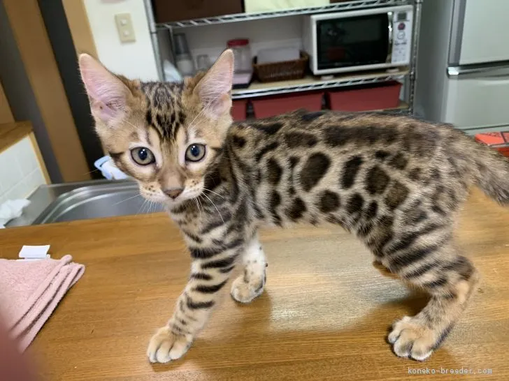 ID：2010-01868の子猫