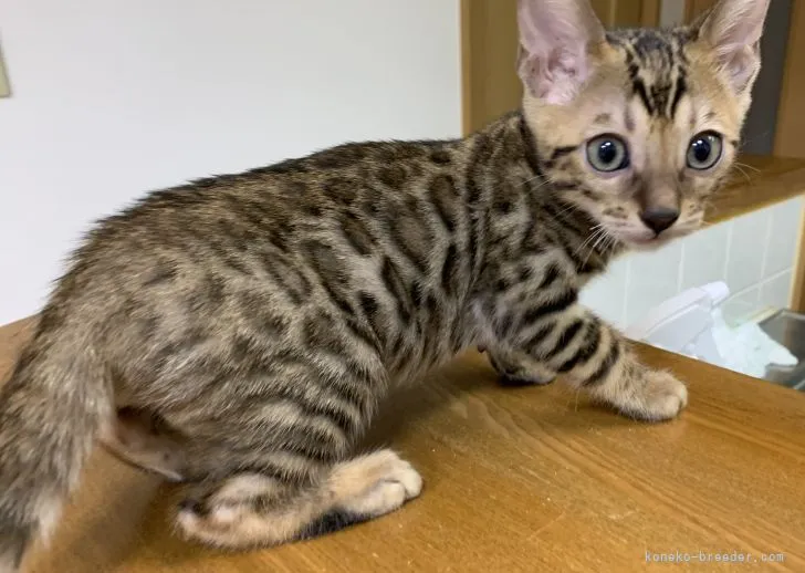 ID：2104-01516の子猫