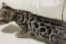 ベンガル【東京都・女の子・2020年3月16日・ブラウンスポテットタビー(ロゼット)】の写真2