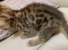 ベンガル【東京都・男の子・2020年1月15日・ブラウンスポテットタビー(ロゼット)】の写真2