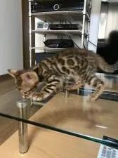 ベンガル【東京都・男の子・2017年8月25日・ブラウンスポットタビー】の写真2