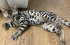 ベンガル【東京都・女の子・2021年5月10日・ブラウンスポテットタビー】の写真3